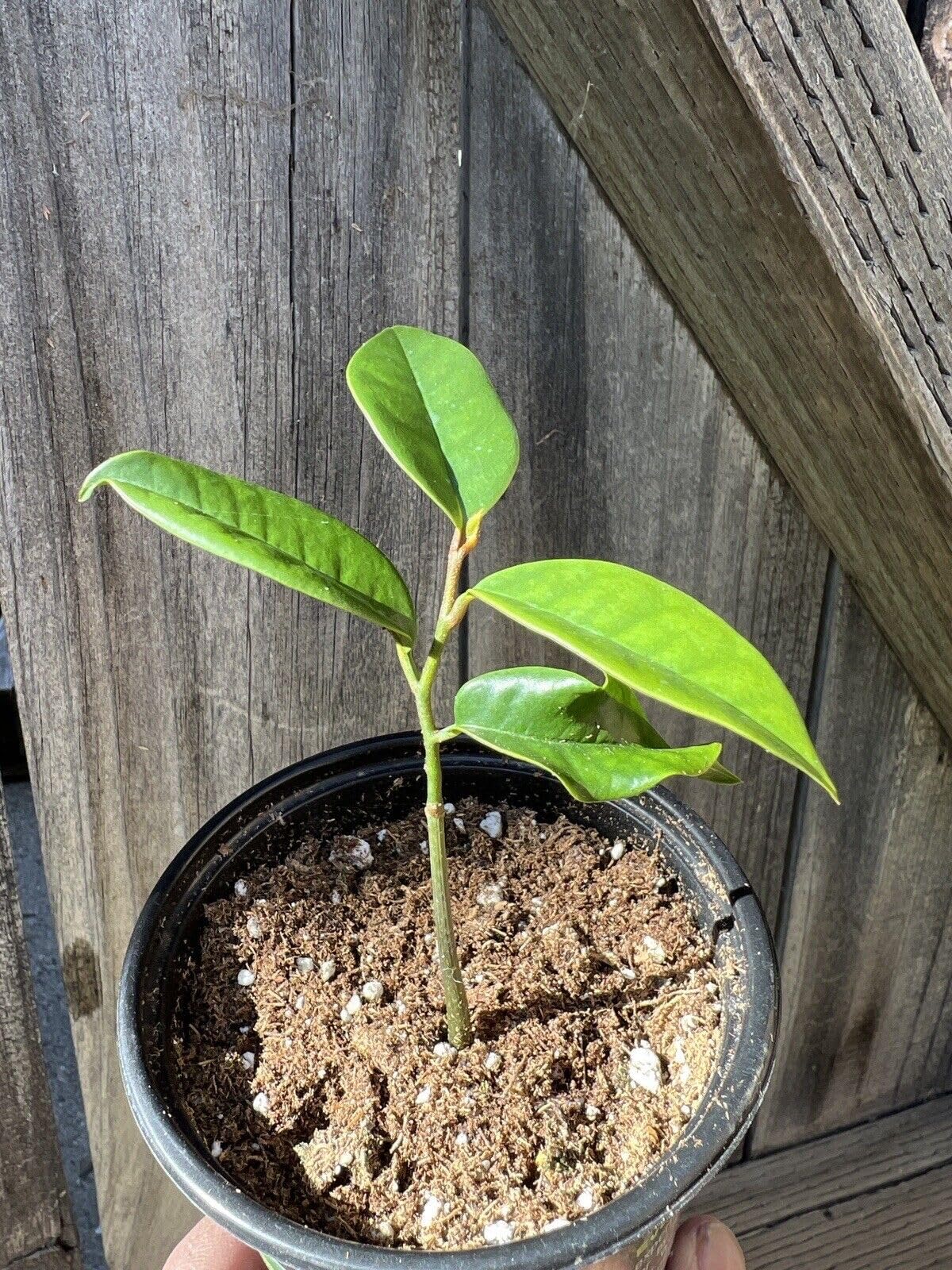 Amazon.com : Sapodilla Gardens Sugar Apple Tropical Fruit Plant